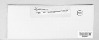 Lophodermium culmigenum image